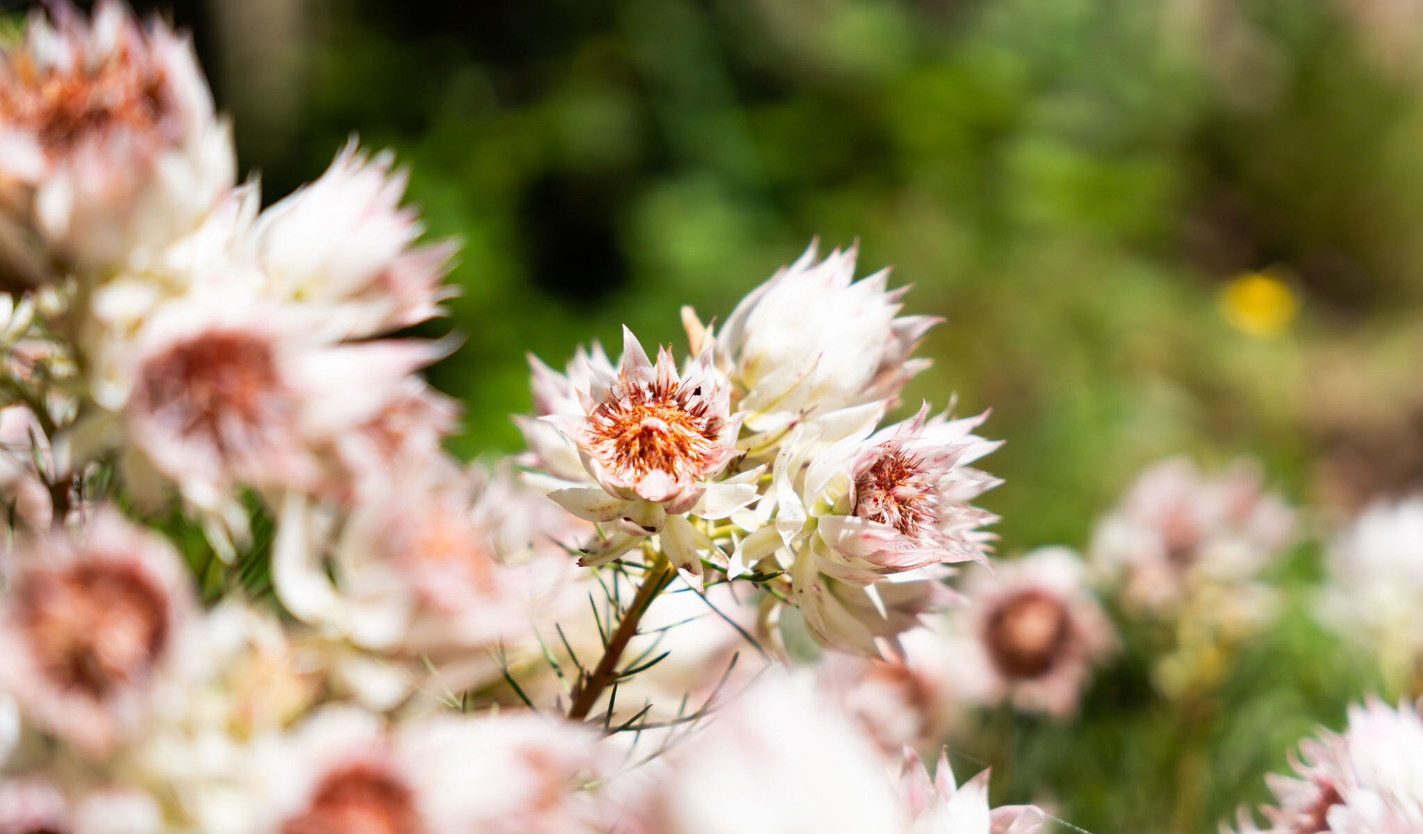 The gardens at Leura Garden Resort